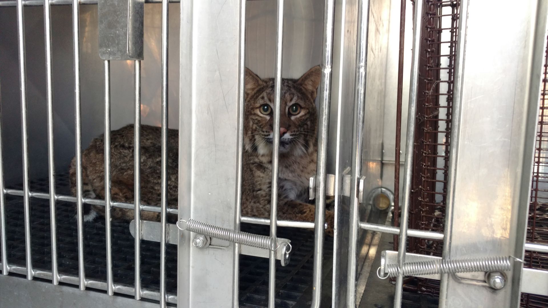 Bobcat found in grill of car in Richmond